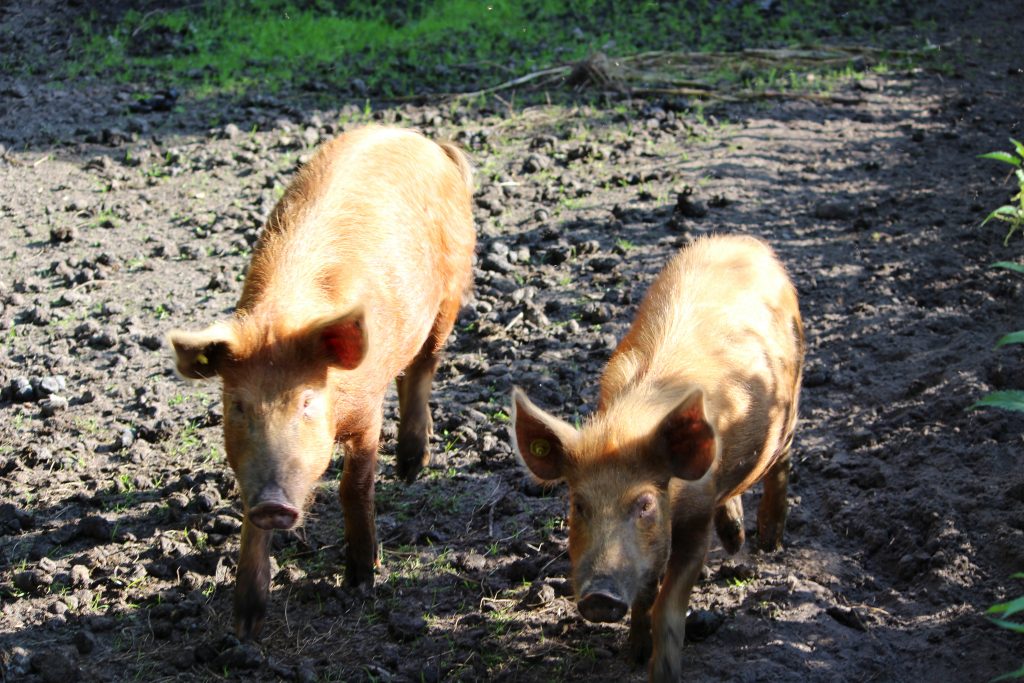 Dieren verzorgen